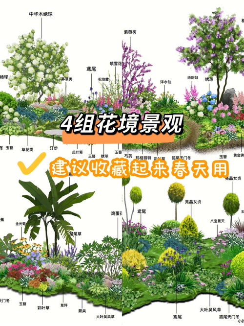干货满的手绘花境景观 内含植物名称
